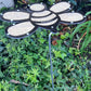 10 inch small Gold Shimmer Bee Shade-A-Rella 100% shade for plants PREORDER