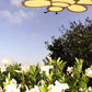 A Shade-A-Rella Super Sale! 24 inch Bee with black frame and light yellow 90% shade cloth hangs above lush bushes with white blooms, beside a subtle shade cloth holder, under a blue sky dotted with clouds.