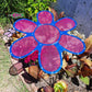 24 inch Blue and Magenta Flower Plant Shade 60% shade